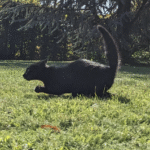 การ ทํา สูตร บา คา ร่า ให้ได้ผลและสนุก